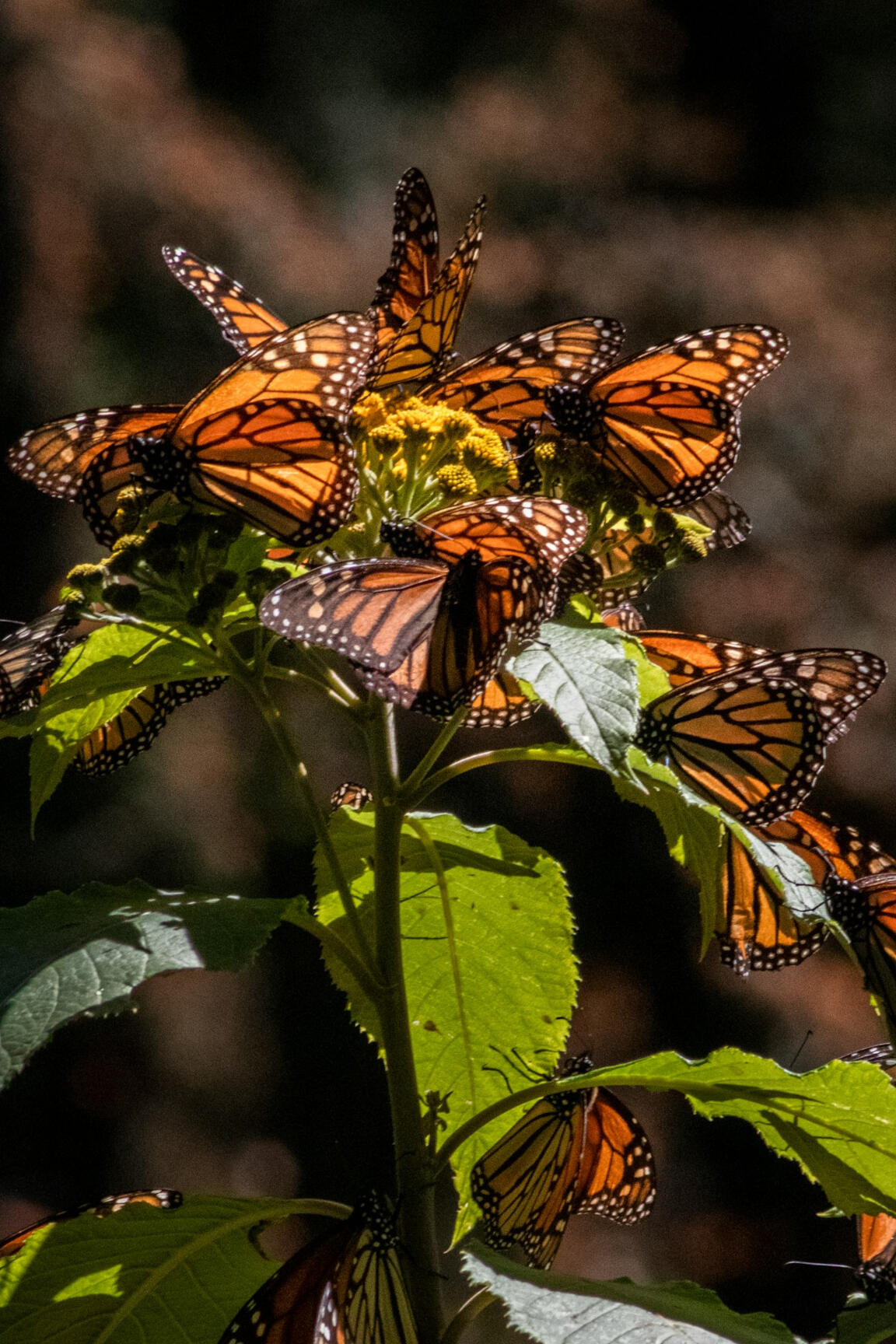 Photo by Erika Löwe on Unsplash