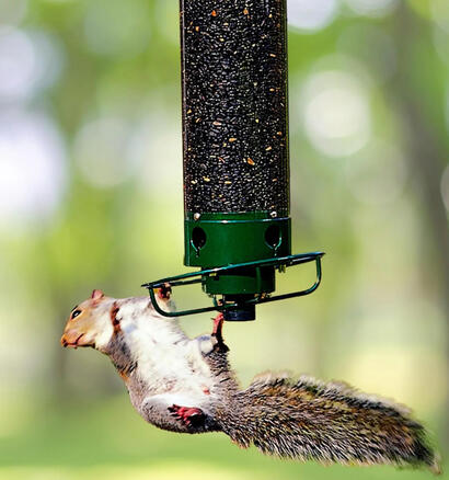 Protect your seeds for the birds that help eat the pests in your garden.
