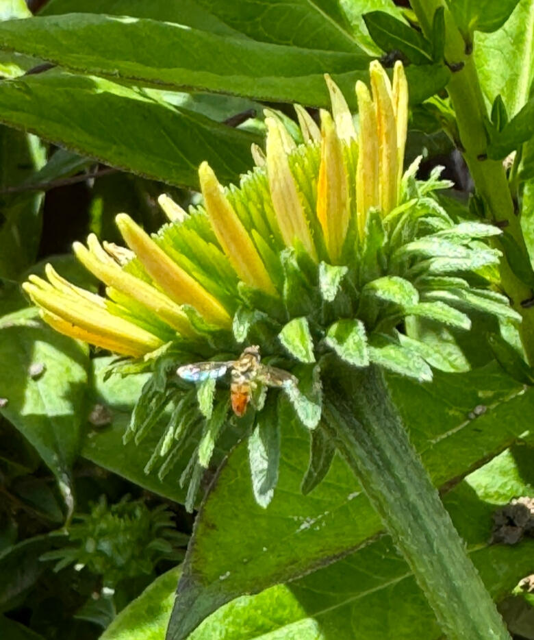 A Sweat Bee Lands on a Coneflower Photo By/Credit Makeda Nurradin/USFWS