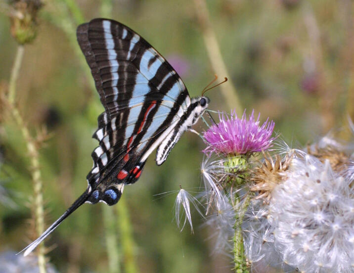 Zebra Swallowtail butterfly on a Thistle